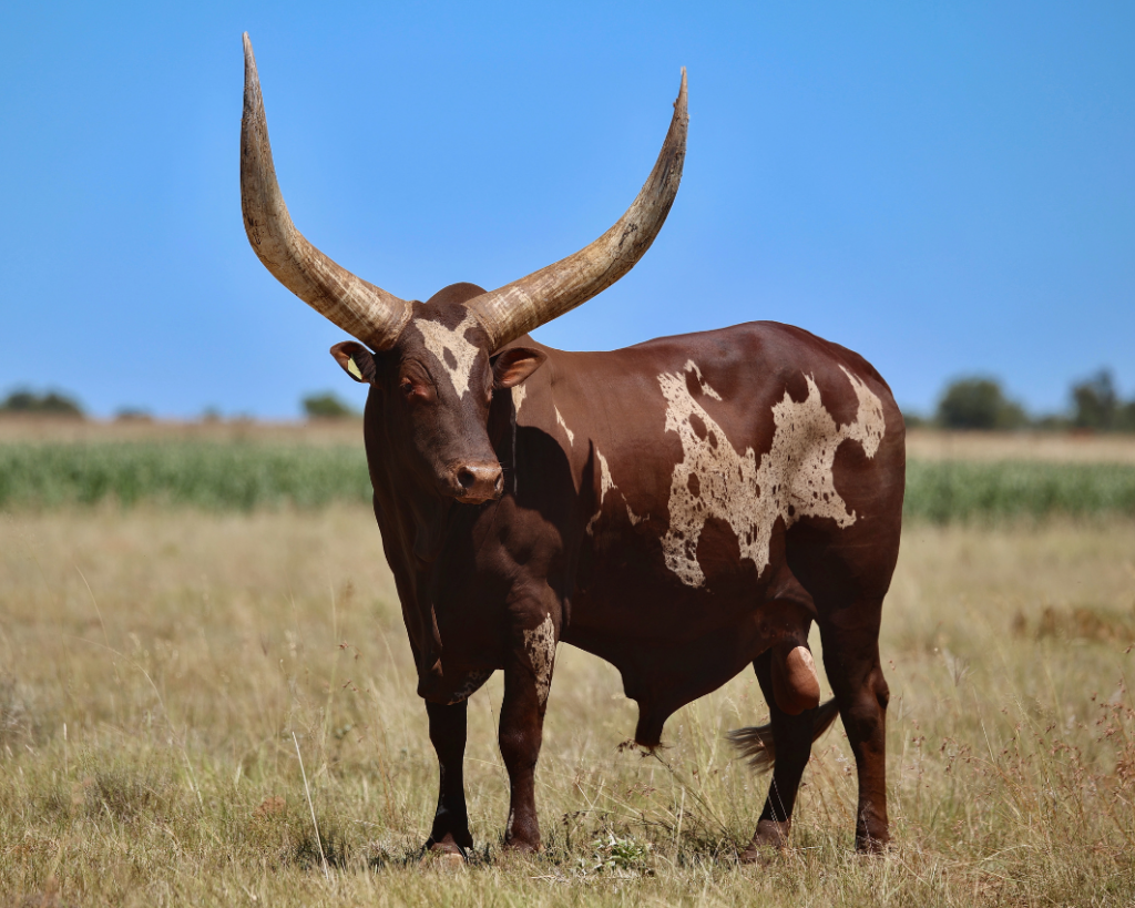 A12-36 Sebastiaan